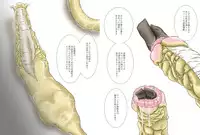 [Kasetsu Shirokuma (Yoi)] P045-02 Vanis Report